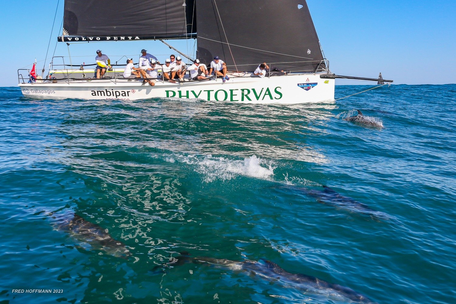 Golfinhos acompanham barco na Semana de Vela